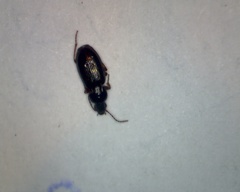 Pterostichus strenuus