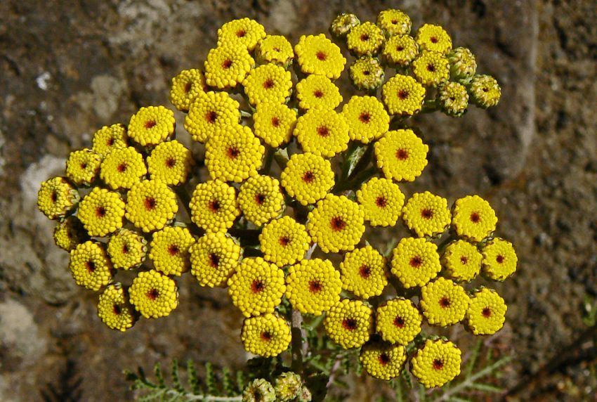 Gonospermum fruticosum