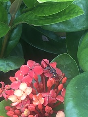 Pachodynerus erynnis