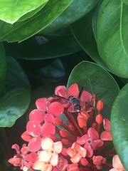 Pachodynerus erynnis