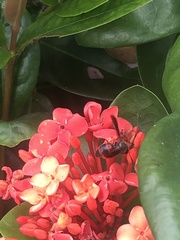 Pachodynerus erynnis