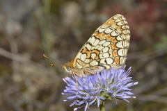 Melitaea athalia