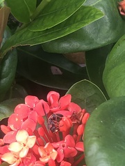 Pachodynerus erynnis