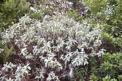 Cistus chinamadensis