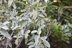 Cistus chinamadensis