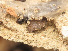 Holcostethus albipes