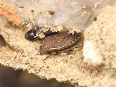 Holcostethus albipes