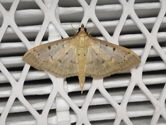 Herpetogramma
