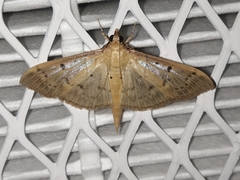 Herpetogramma
