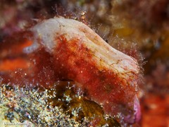 Pinctada imbricata