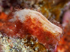 Pinctada imbricata