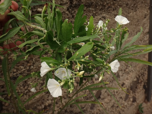 Image of Convolvulus floridus by (c) Christian Berg, some rights reserved (CC BY)