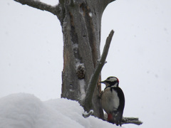 Dendrocopos major