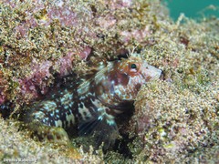 Parablennius goreensis