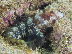 Parablennius goreensis