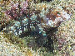 Parablennius goreensis