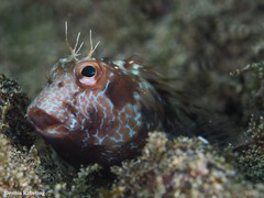 Parablennius goreensis