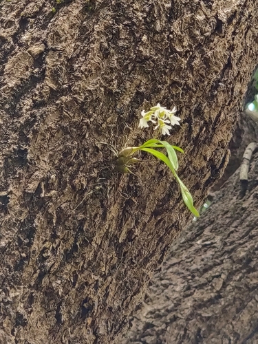 Image of Dendrobium nanum by (c) Chayant Gonsalves, some rights reserved (CC BY)