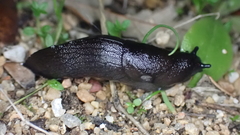 Milacidae