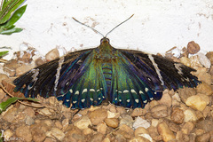 Eupalamides cyparissias