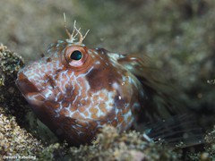 Parablennius goreensis