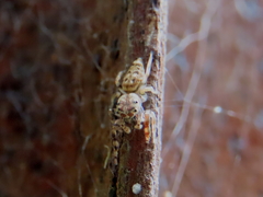 Opisthoncus barbipalpis