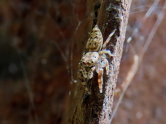 Opisthoncus barbipalpis