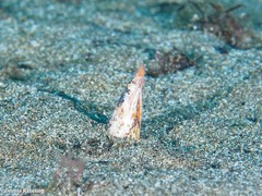 Apterichtus anguiformis