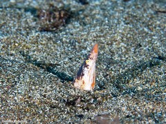 Apterichtus anguiformis