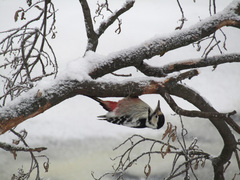 Dendrocopos leucotos