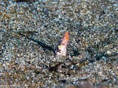 Apterichtus anguiformis