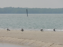 Ichthyaetus ichthyaetus