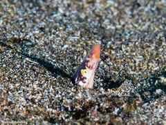 Apterichtus anguiformis