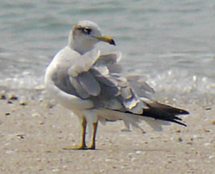 Ichthyaetus ichthyaetus