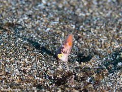 Apterichtus anguiformis