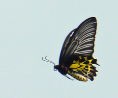 Troides aeacus