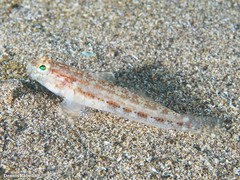 Gobius gasteveni