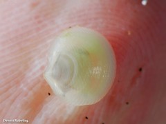 Lucinella divaricata