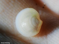 Lucinella divaricata