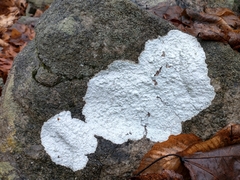 Phlyctis petraea