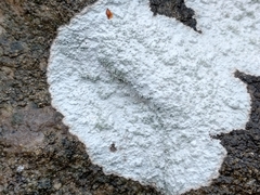 Phlyctis petraea