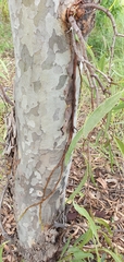 Dendrophthoe glabrescens