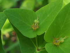 Euphorbia sieboldiana