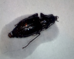 Limodromus assimilis