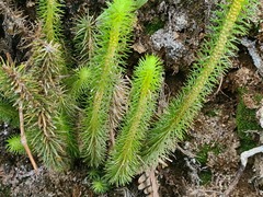 Phlegmariurus reflexus