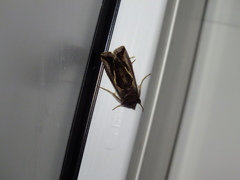 Macdunnoughia confusa