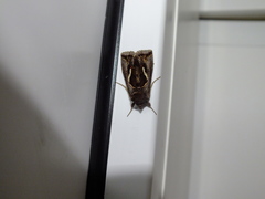 Macdunnoughia confusa