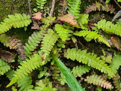Blechnum polypodioides