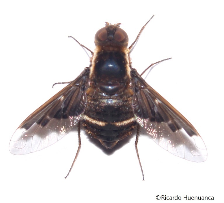 Hemipenthes edwarsi