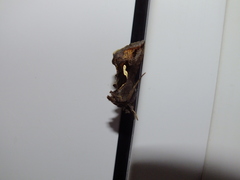 Macdunnoughia confusa